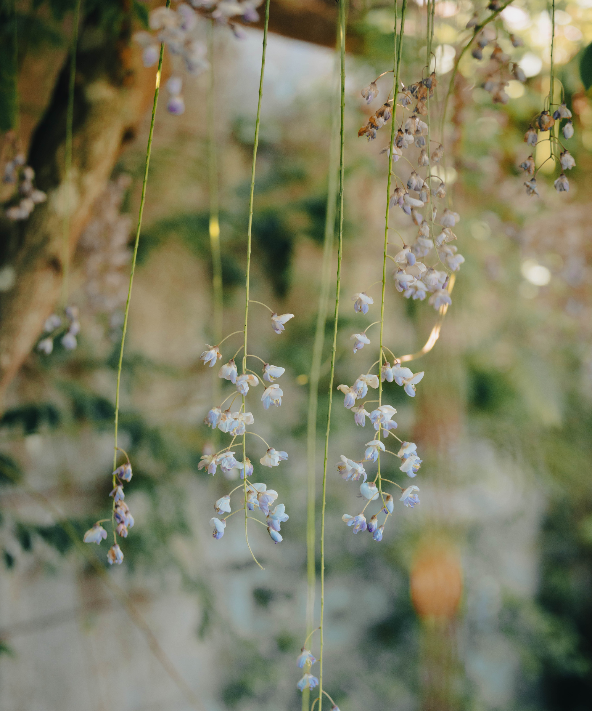 spent wisteria flowers