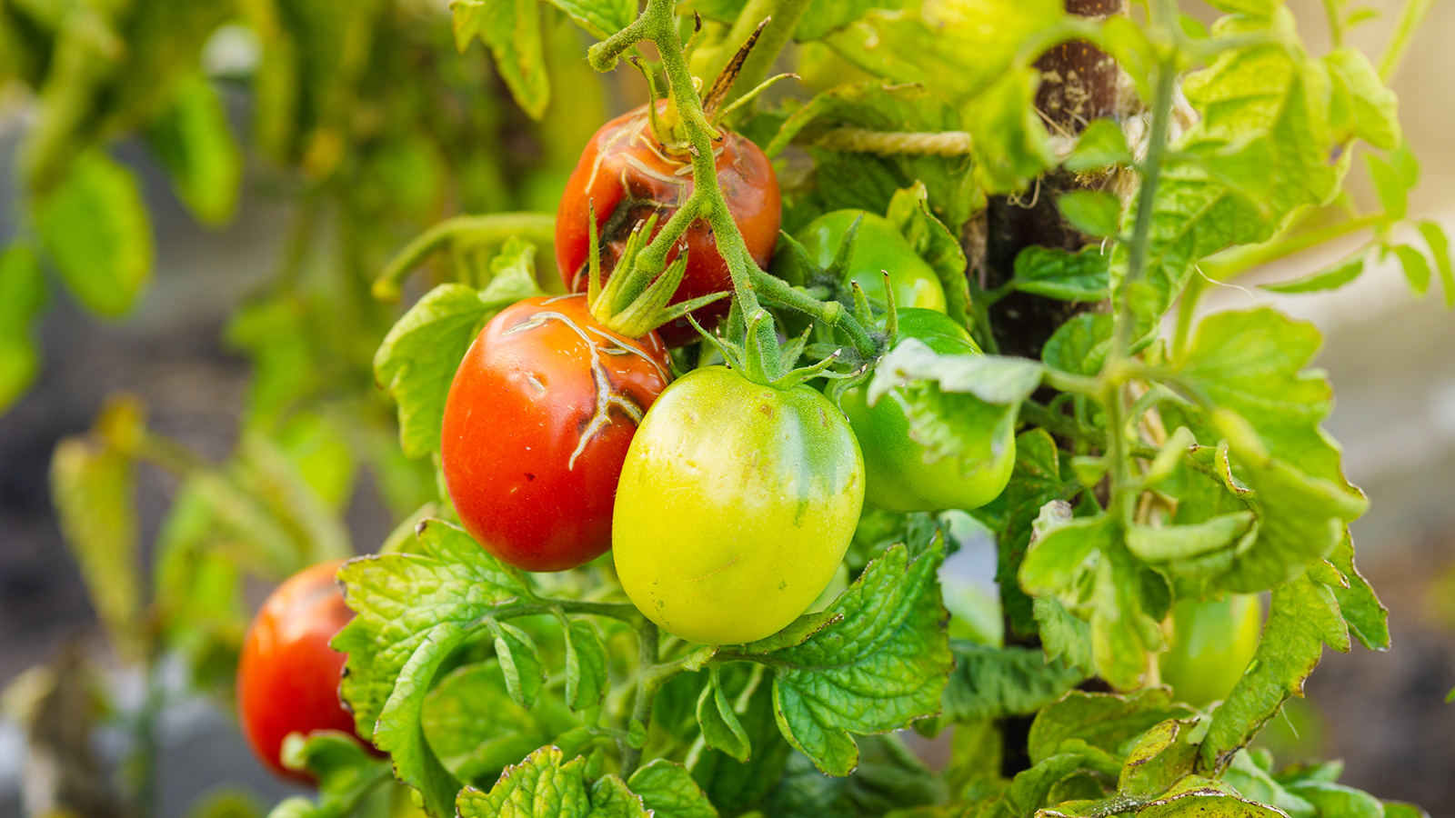 Tomatoes affected by late blight