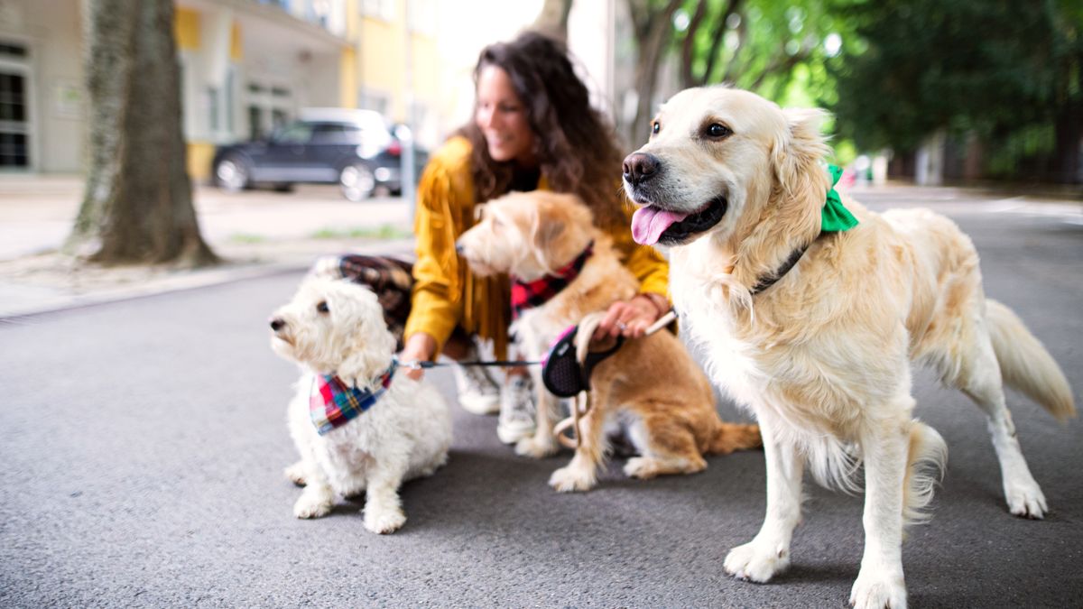 Woman walking her three dogs in the city