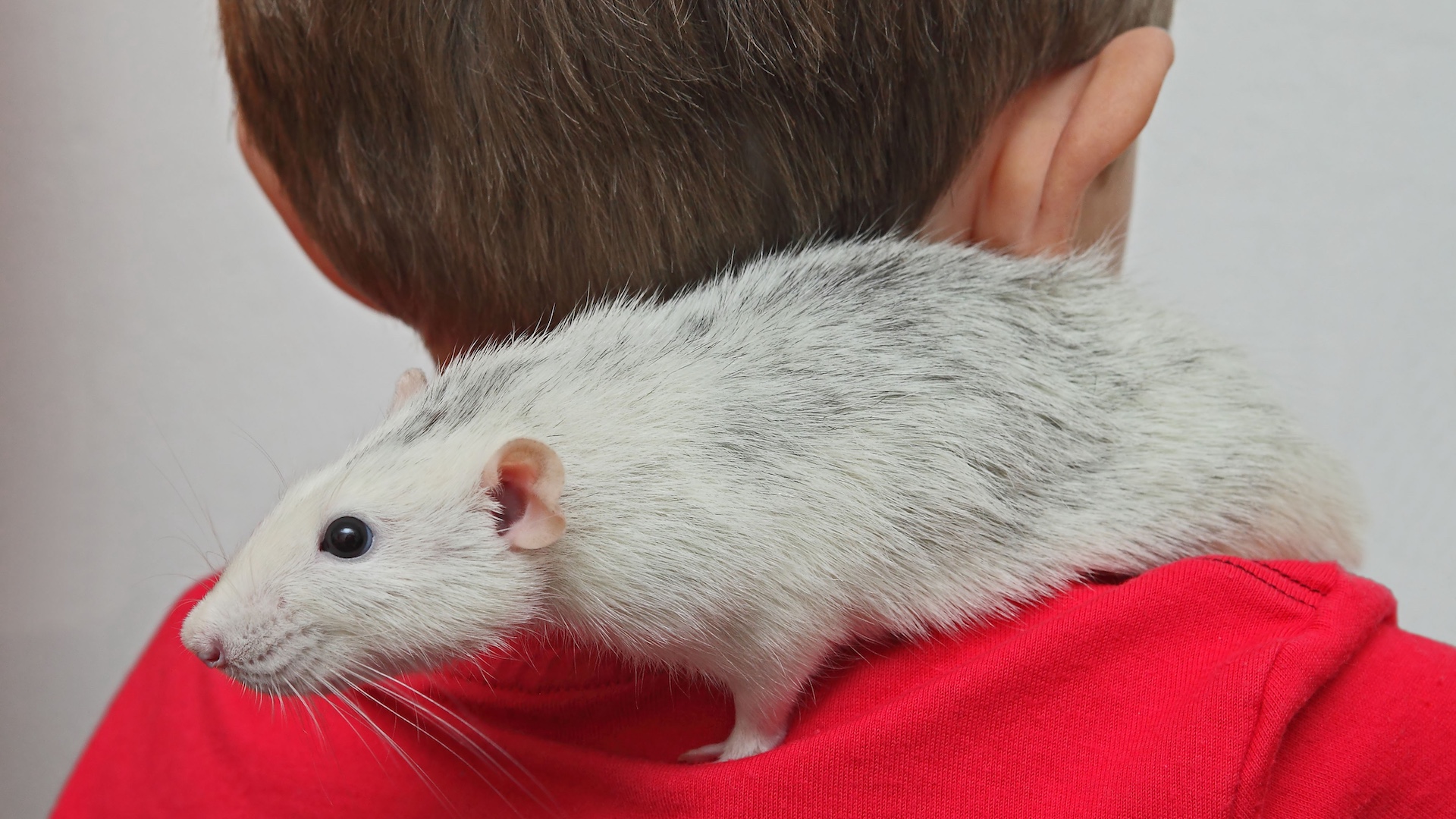 Boy with grey rat on his shoulder