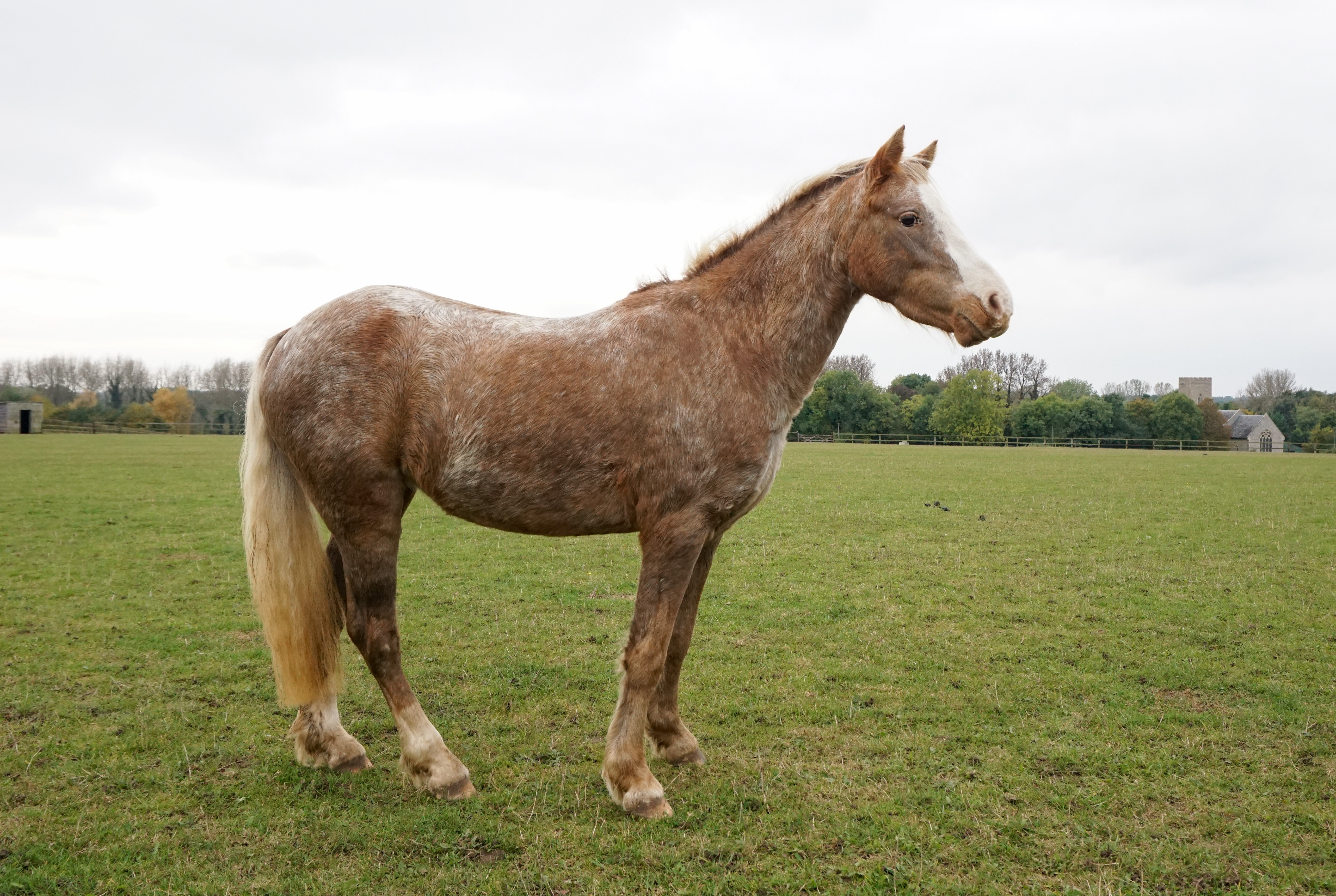 World-Horse-Welfare-Bailey-1.jpg
