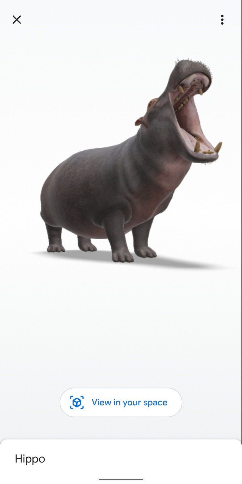 Hippo