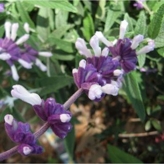 MEXICAN SAGE Butterfly Hummingbird Garden Purple White Flowering Bush Plant