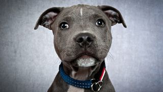 Staffies are the top victims of dogknapping in the UK