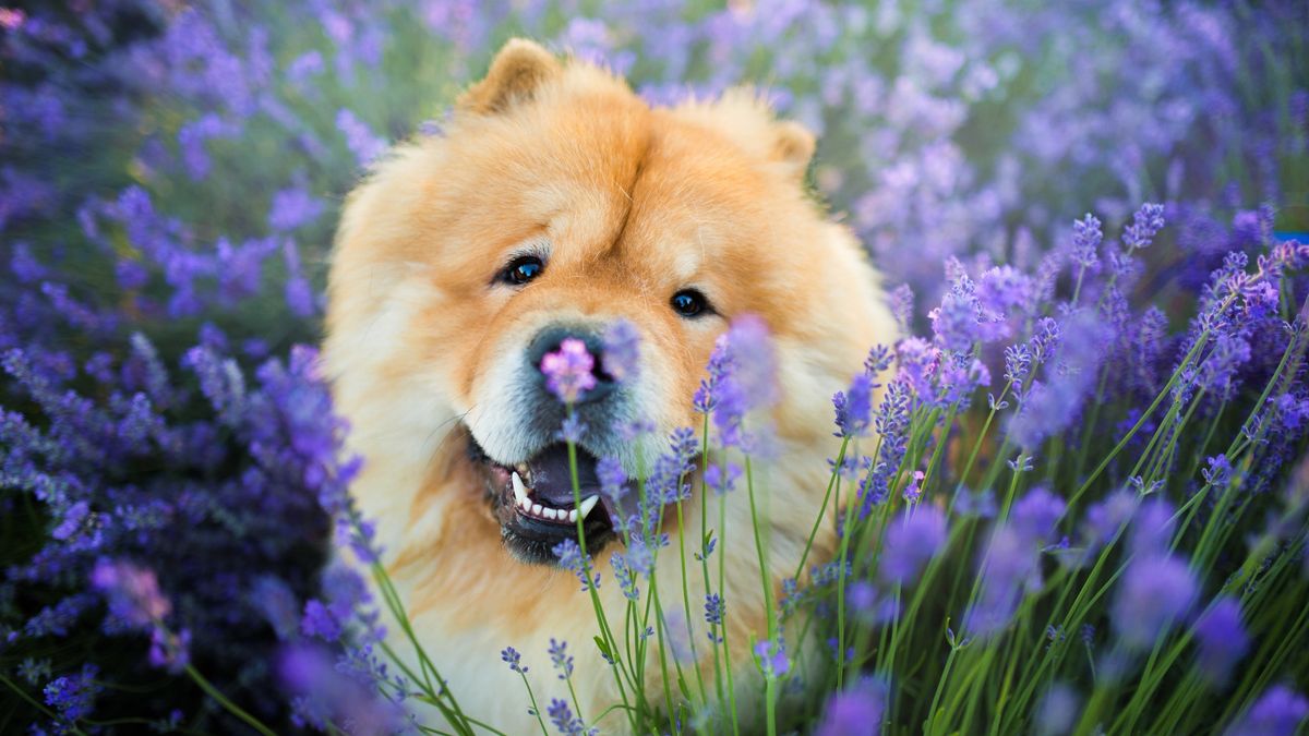 Chow Chow in a field of lavender