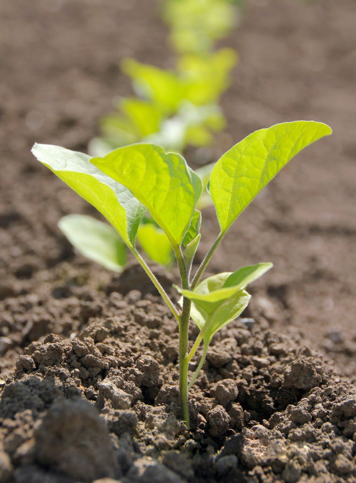 Row Of Eggplant Seedlings In Soil