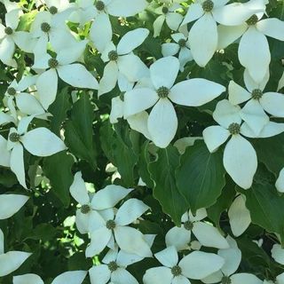 Kousa Chinese Dogwood Tree