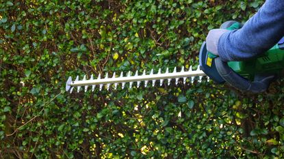 Hedge trimmer in action cutting a hedge