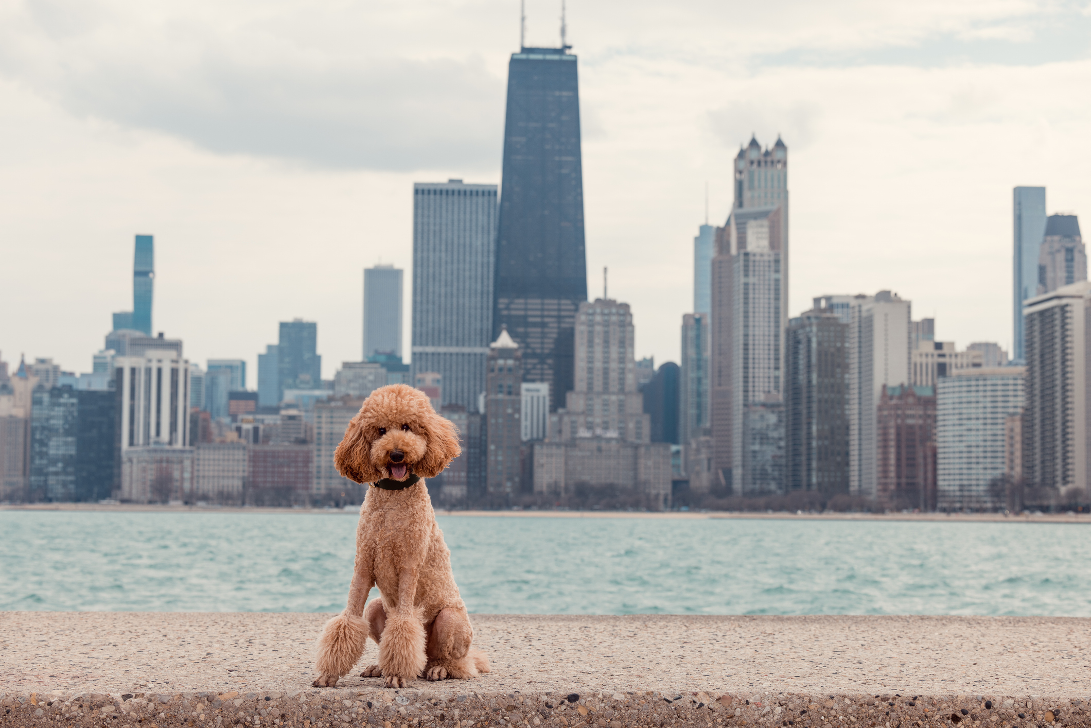 Fluffy Dog Sitting by Waterfront with Iconic City Skyline in Background