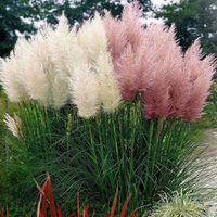 Prairie Seeds - Pampas Feathers Mix from Suttons