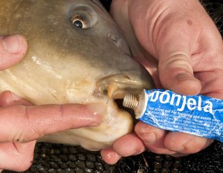 The right kind of fish care will help your catch recover from wounds, preventing secondary infection