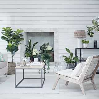 living room with white wall and rubber plants and wooden flooring