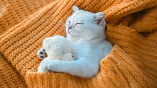 Cat sleeping on orange sweater with teddy