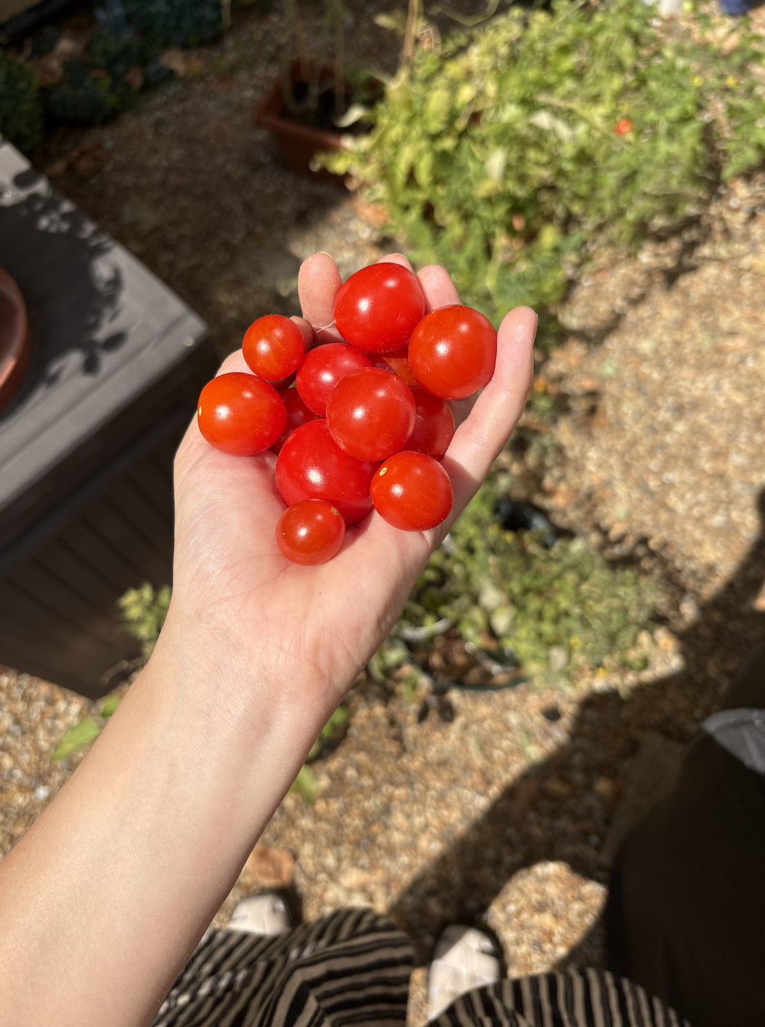 Tomatos