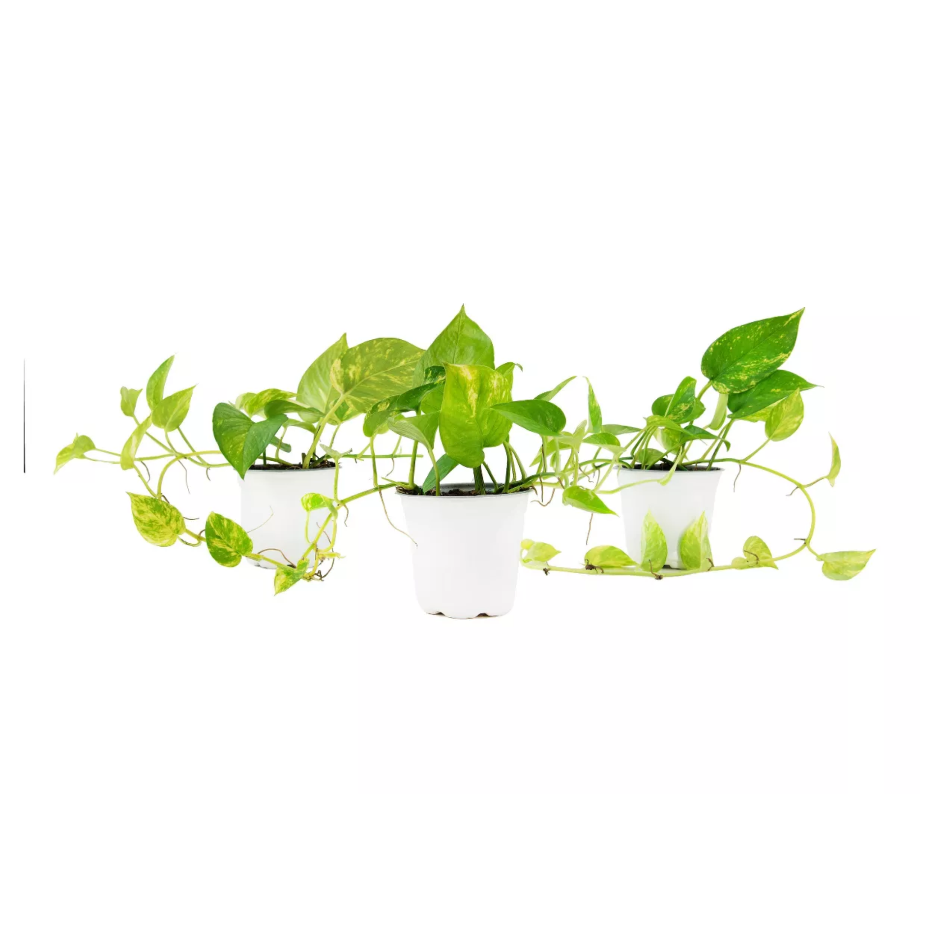 Three tradescantia plants