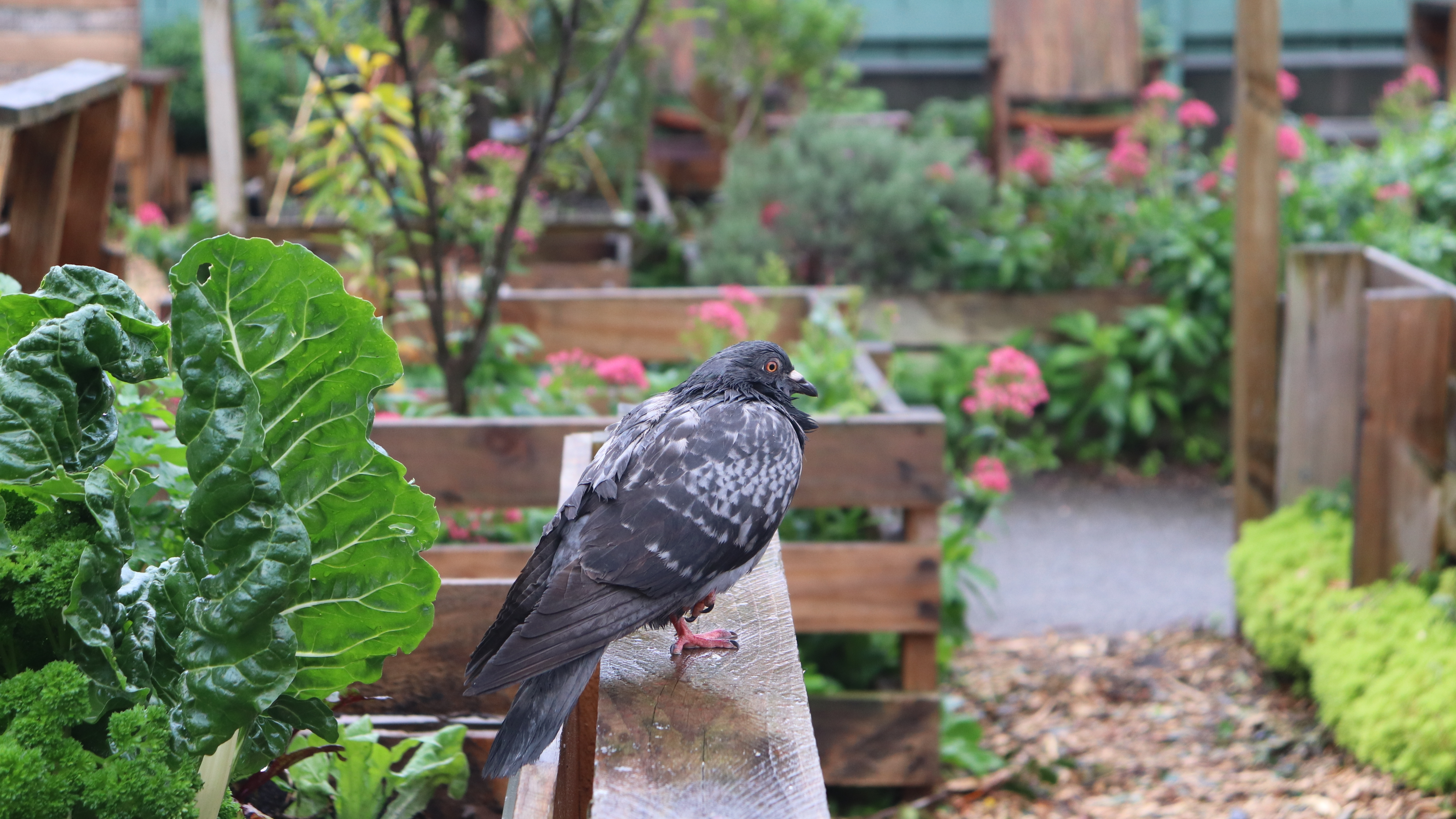 Pigeon near vegetable garden