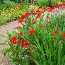 red crocosmia perennial plant