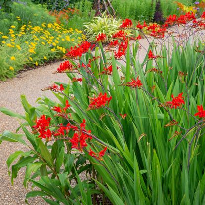 red crocosmia perennial plant
