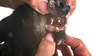 teeth of an old dog with tartar