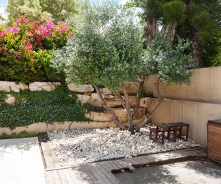 Large olive tree in a backyard