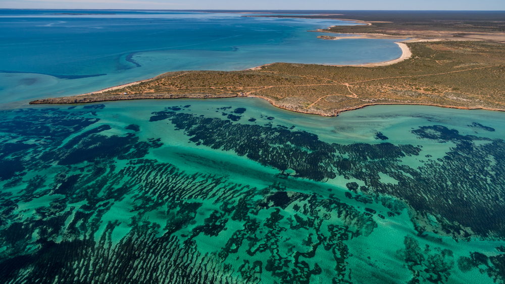 Aerial shot of seagrass
