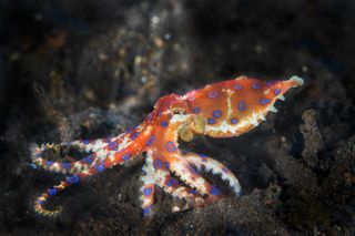 A blue-ringed octopus, a highly venomous species found in tide pools and coral reefs.