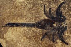 A specimen of the new scorpion