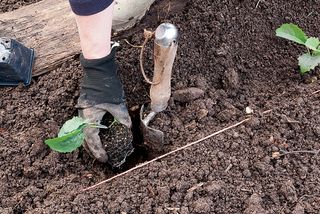 planting out young kale plants in How to grow kale