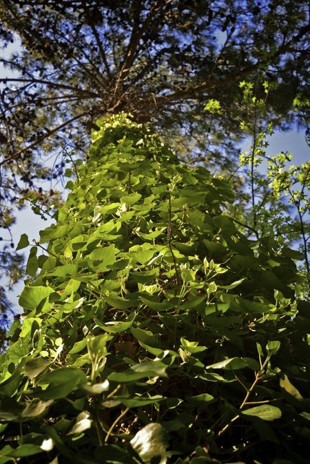 English Ivy Growing Up A Tree