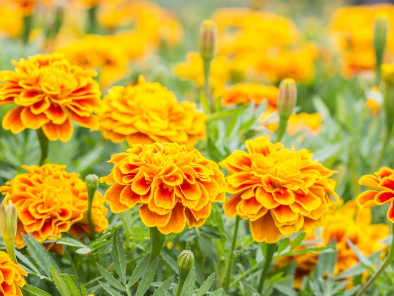 Marigold Flowers