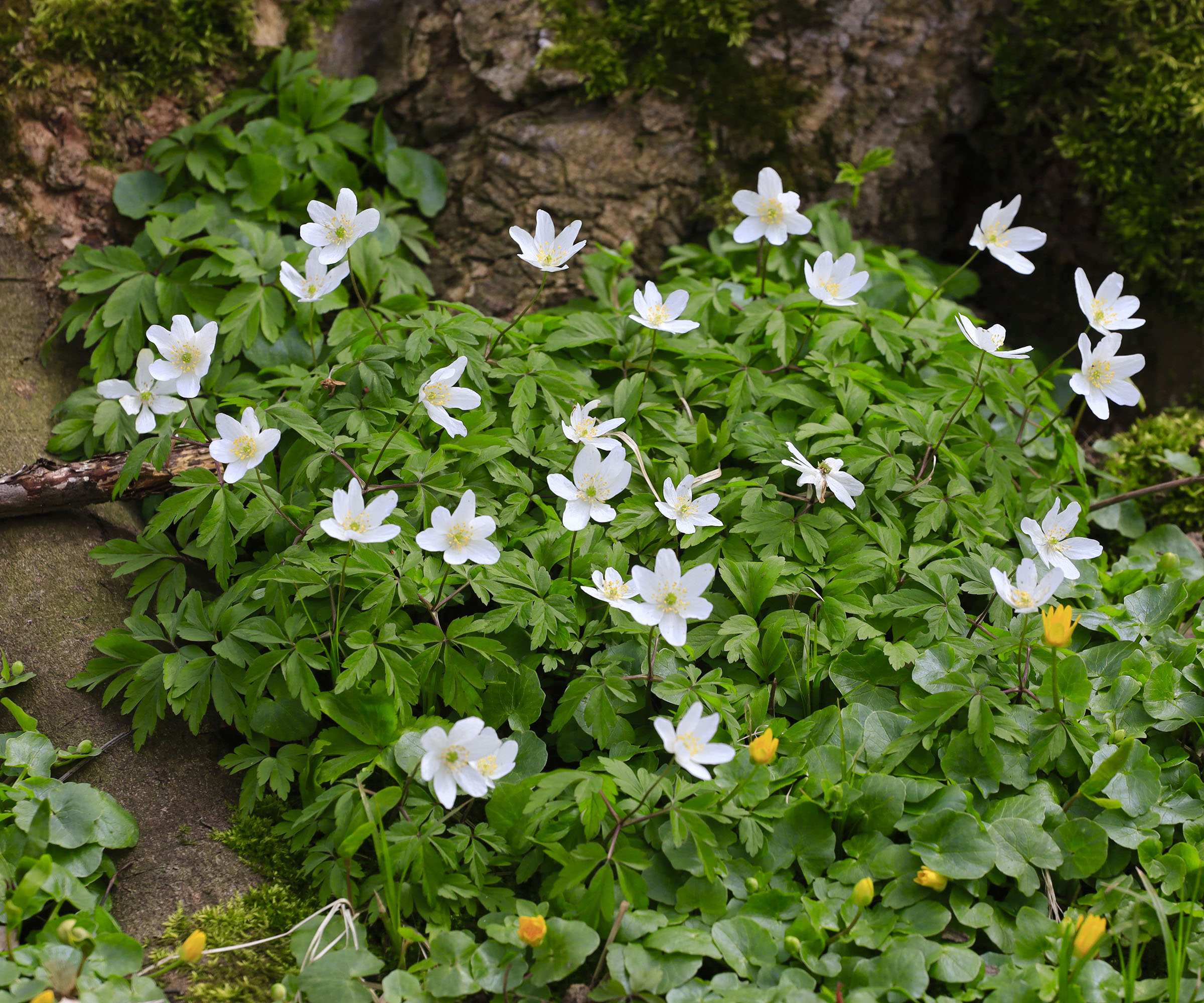 Perennials to plant in October