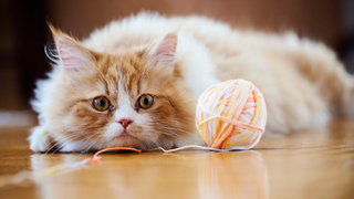 Ginger and white cat looking at a ball of yarn