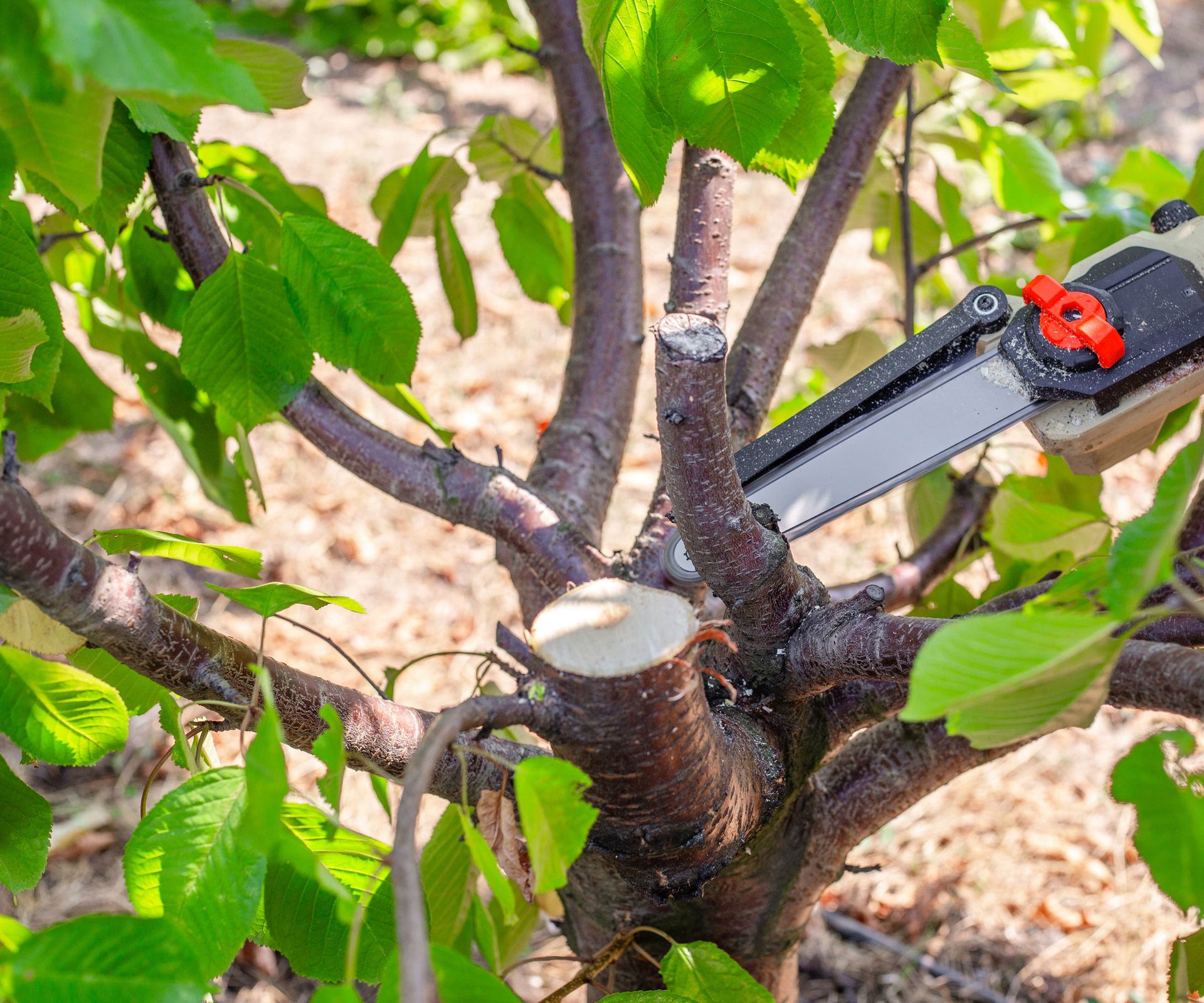 handsaw cutting through branch of tree