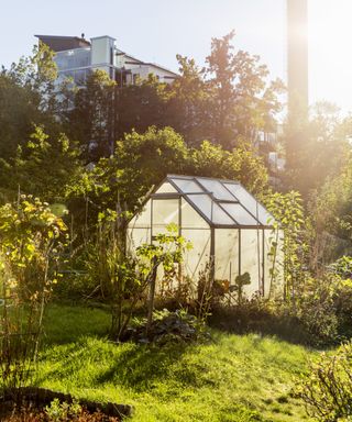 A greenhouse in the sunshine standing in a vegetable garden