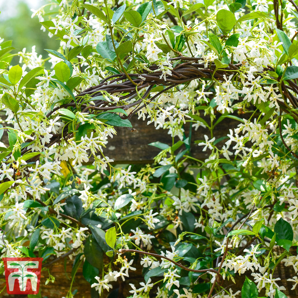 Trachelospermum Jasminoides