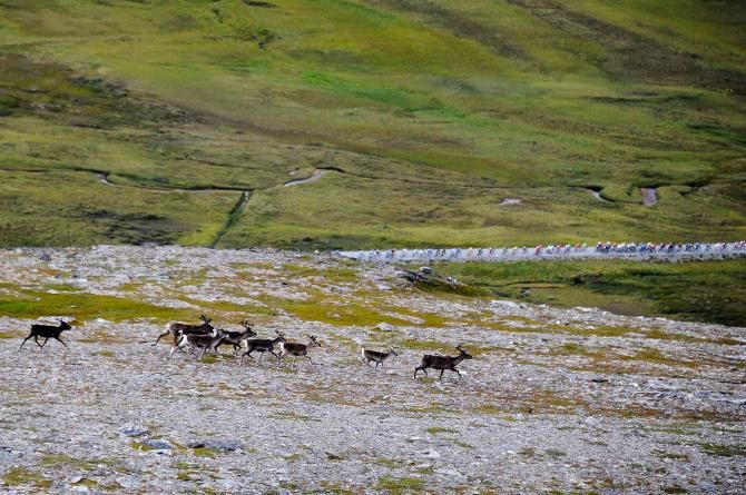 Norwegian reindeer take in the race