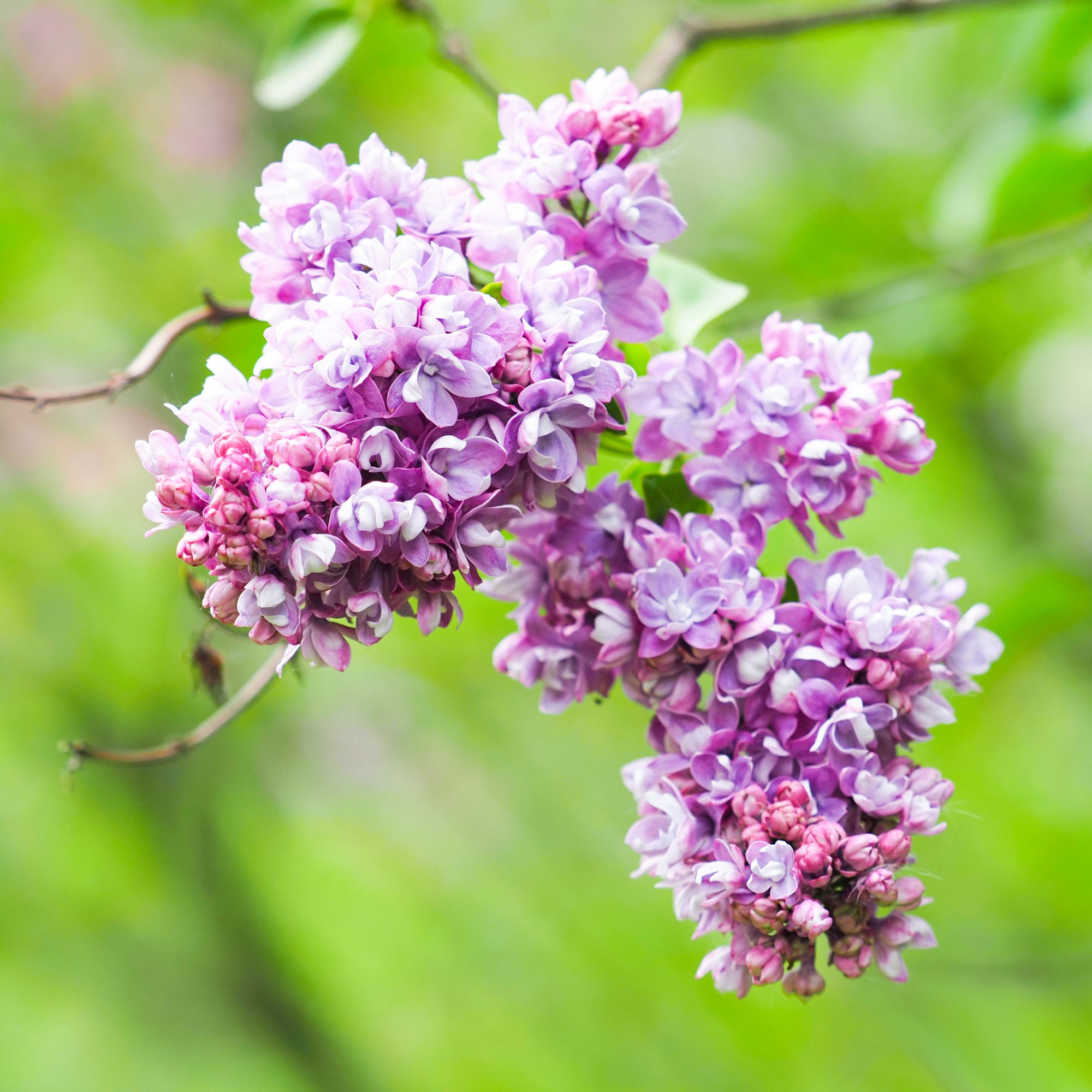 Lilac or Syringa vulgaris in park. Lilac Ami Schott, pink and purple flowers