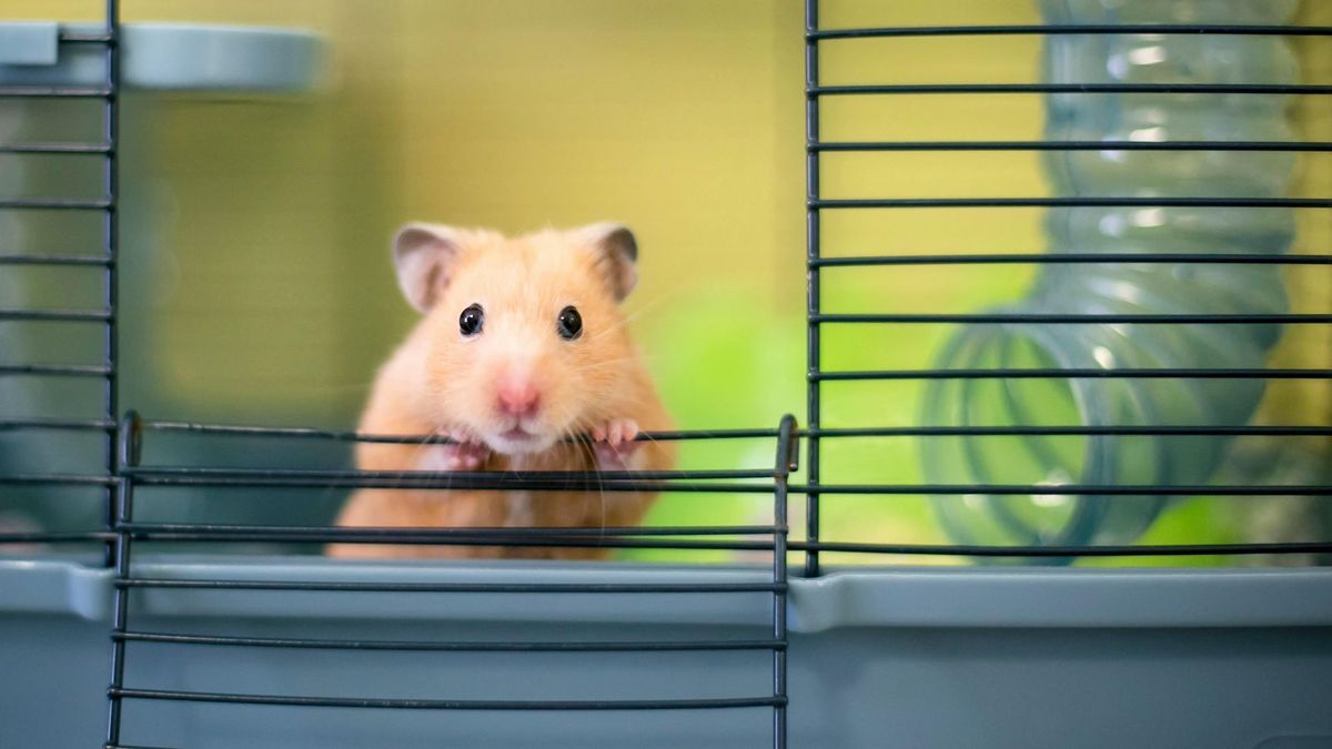 Hamster chewing cage