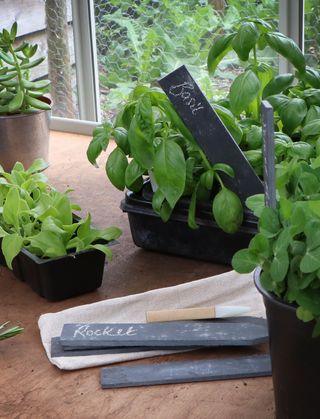 set of reusable plant labels next to pots of herbs