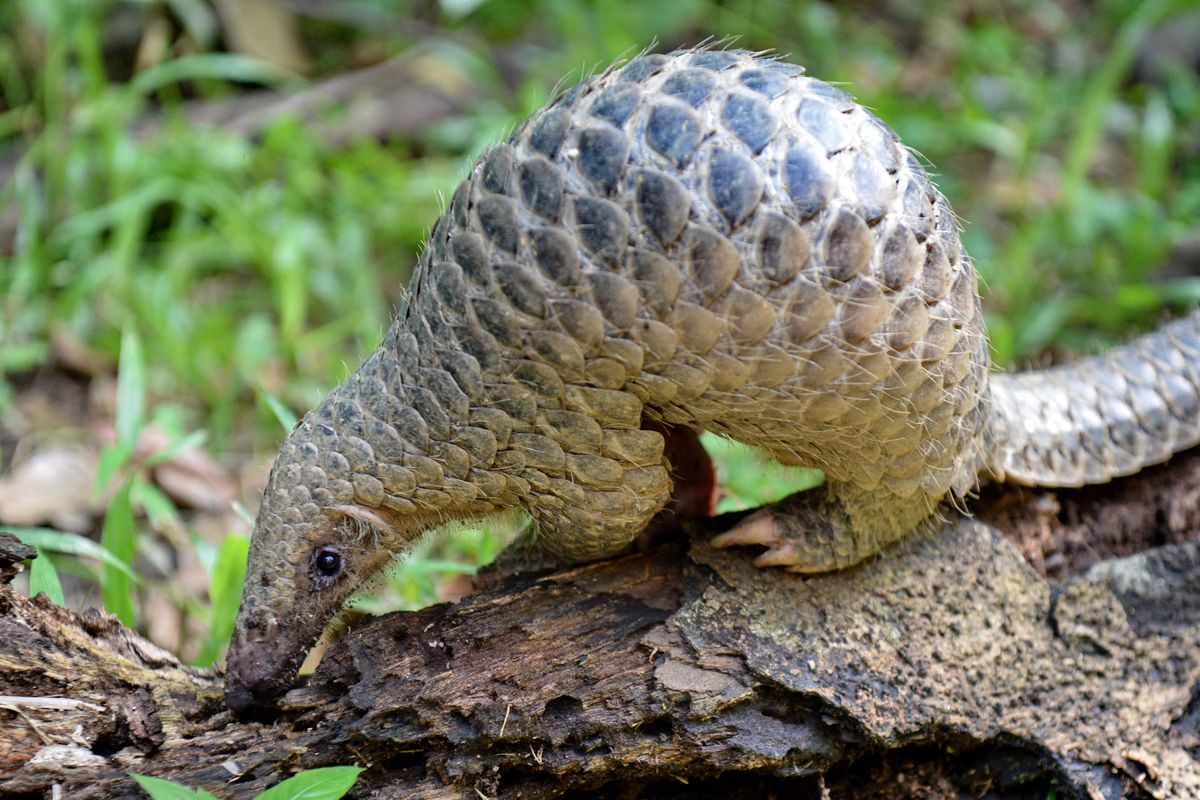 A pangolin on a log 