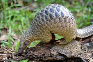 A pangolin on a log 