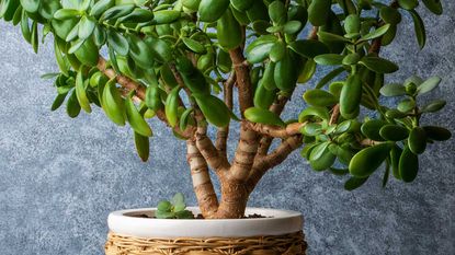 jade plant in pot