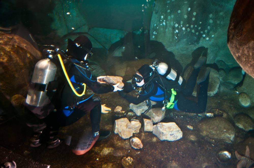 The California Academy of Sciences introduced a group of pyjama sharks to its popular African Penguin exhibit. The two species are natural neighbors off the coast of South Africa.