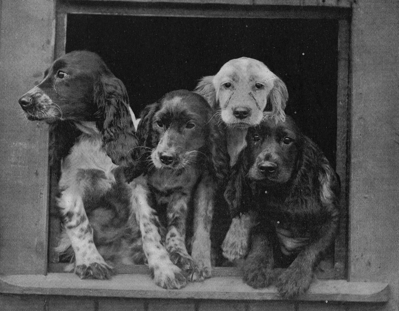 lack-and-white photograph of four Cocker spaniels peering out of a kennel window.