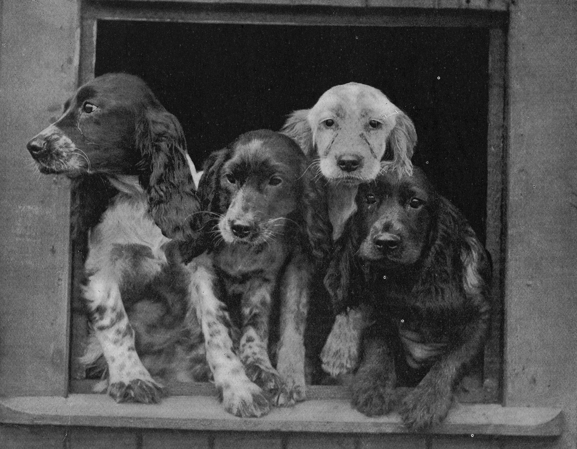 lack-and-white photograph of four Cocker spaniels peering out of a kennel window.