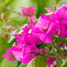 bougainvillea flowers