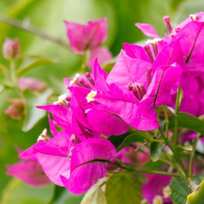 bougainvillea flowers