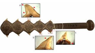 A shark-tooth knife, similar to a club or a bat, with shark teeth attached on the sides. Inset images show close up of the shark teeth and digitally imposed red arrows highlight wear and damage caused by fighting.