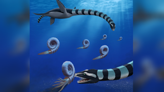 Illustration of two individuals of Traskasaura sandrae hunting an ammonite in the northern Pacific Ocean.