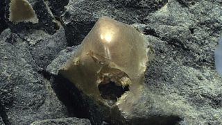 a strange golden object on a bed of rock on the seafloor